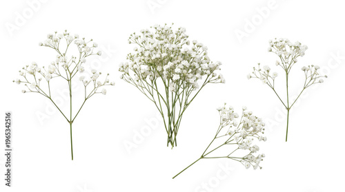 Assortment of delicate white baby's breath gypsophila flowers and sprigs, perfect for floral arrangements.