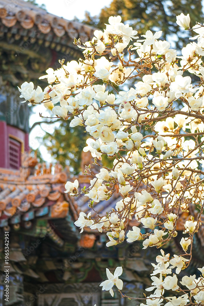 Obraz premium Ancient buildings and magnolias in spring