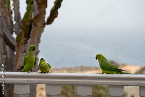 Obraz na plátne The conquest and love life of a pair of ring-necked parakeets