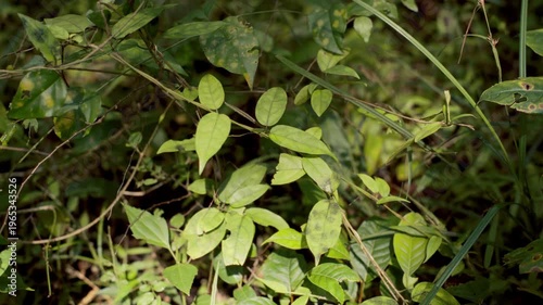 A dense view of vibrant, shaded tropical leaves on the forest floor. The foliage displays diverse shapes, with some leaves showing natural insect marks.