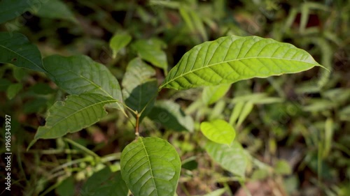 A close-up of a vibrant green young plant or sapling surrounded by grass on the forest floor. Represents growth, new life, and nature.