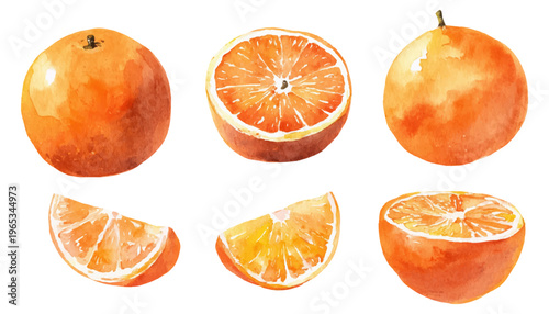 Orange and citrus fruits presented as a collection of whole, half, and sliced pieces, illustrating freshness, healthy diet, and natural vitamin c content with a vibrant watercolor texture