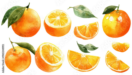 Fresh citrus fruits watercolor illustration set presenting whole and sliced oranges, mandarins, and clementines accompanied by green leaves, isolated on a white background
