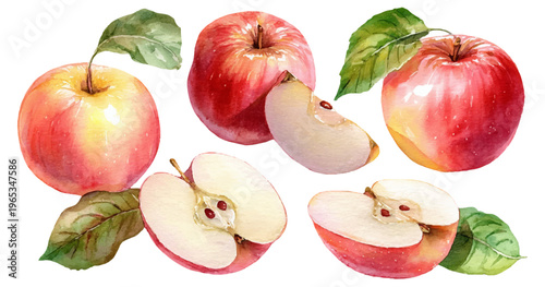 Ripening organic red apples with green leaves, depicting whole fruit, ripe halves, and a crisp slice, all presented in a classic watercolor painting style on a clean white background