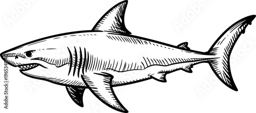 Great white shark illustration showing detailed body structure and sharp teeth, ocean predator design