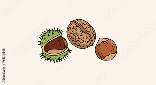 Three distinct nuts, a shelled chestnut, a walnut, and a hazelnut