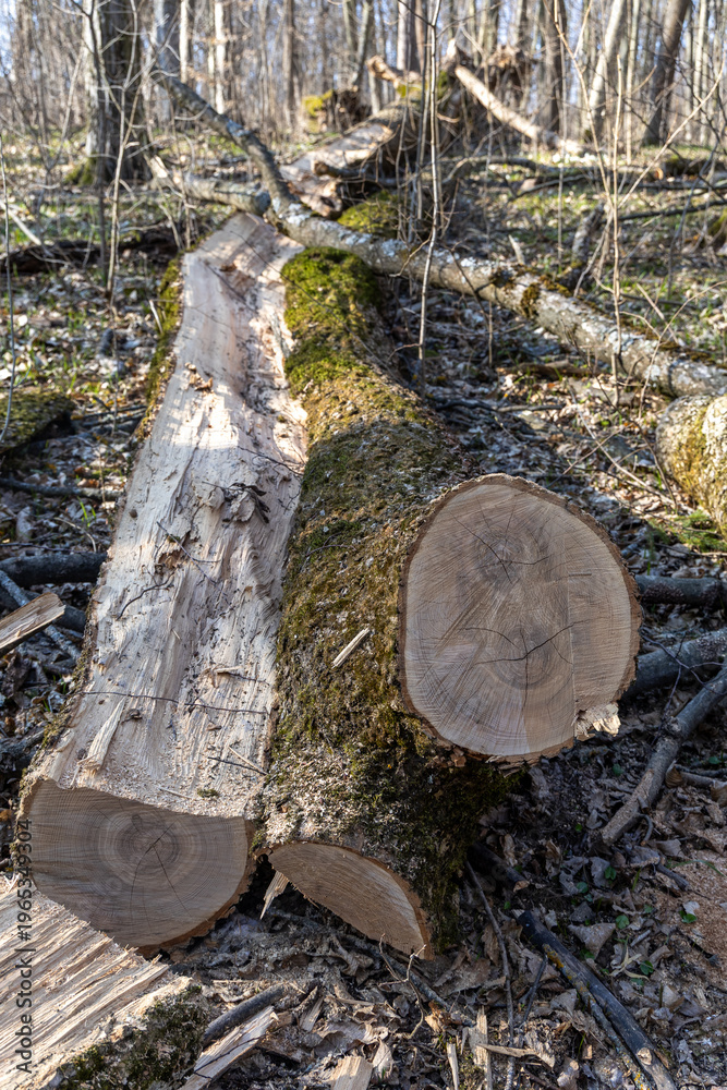 Fototapeta premium A fallen tree in a spring forest