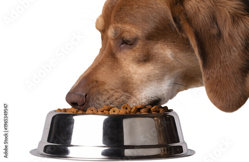 dog eating from stainless steel pet food bowl, dry kibble visible, realistic pet feeding scene, isolated on transparent background, png
