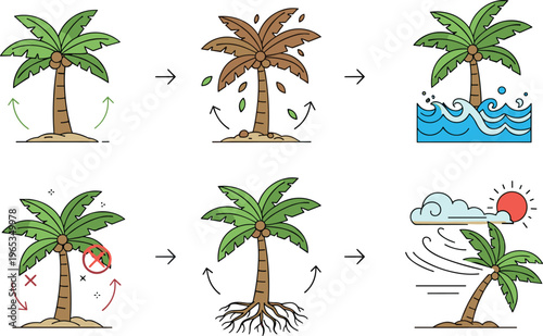 Palm tree growth and environmental effects set showing seasons water wind damage and root development tropical vector illustration collection