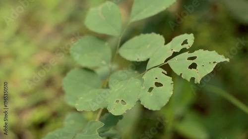 Detailed shot of vibrant green vining leaves glowing under bright sunlight in a tropical forest. The leaves show natural, authentic insect marks and holes.