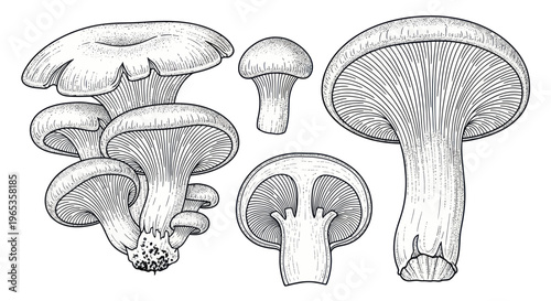 Vintage Mushroom Illustrations: Variety of Fungi Species