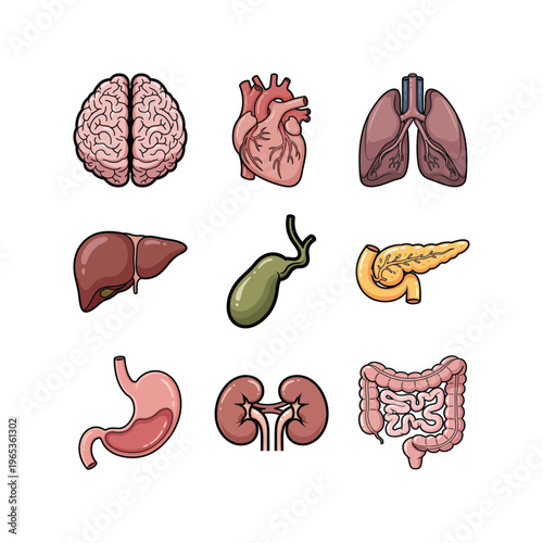 Human Organ Anatomy Illustration Set with Brain, Heart, Lungs, Liver, Digestive System, and Internal Organs