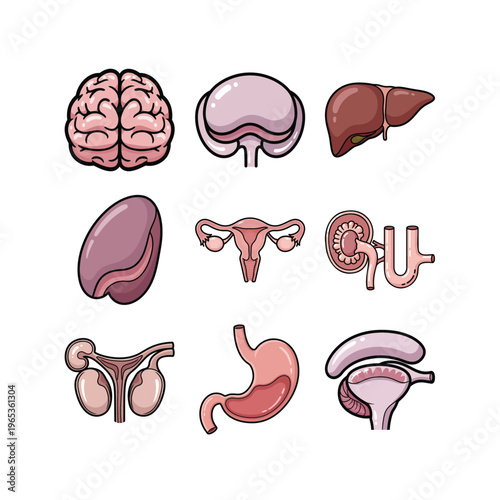 Human Organ Anatomy Illustration Set with Brain, Liver, Kidney, Reproductive and Urinary System