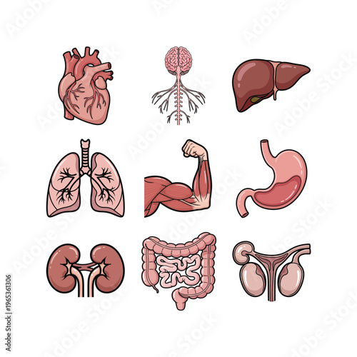 Human Organ Anatomy Illustration Set with Heart, Lungs, Brain, Liver, Muscles, and Internal Organs