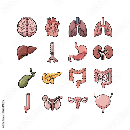 Complete Human Organ Anatomy Illustration Set with Brain, Heart, Lungs, Liver, and Internal Organs for Education