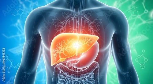 Liver anatomy and detoxification function. Hepatic system and digestive health. 3D human body silhouette with glowing liver and internal organs