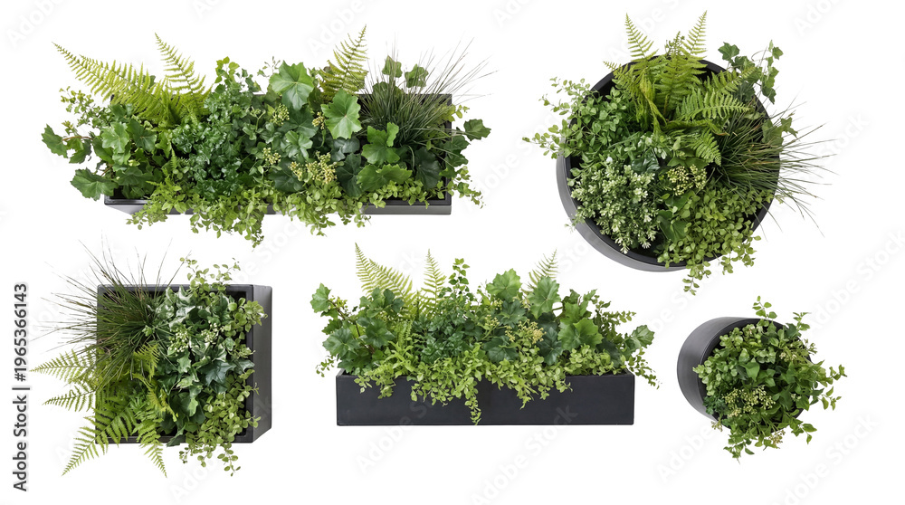 Obraz premium A diverse collection of lush green plants, including ferns and ivy, presented in modern black planters.