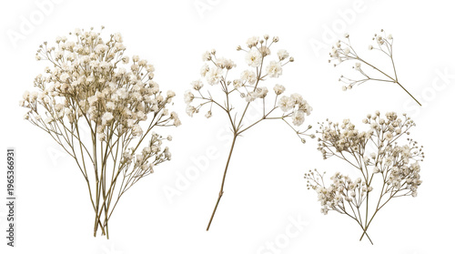 Tableau sur toile Photograph of delicate white baby's breath flowers with small stems, isolated on transparent background
