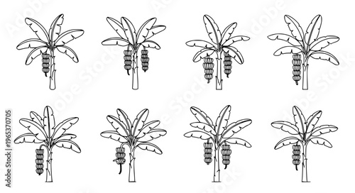 Minimal banana tree vector icon with fruit EPS10 isolated on white