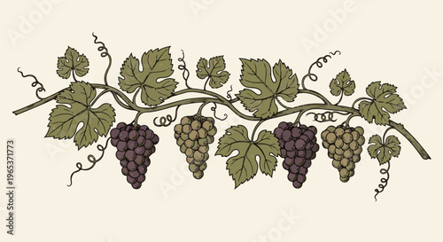 Vine branch with green leaves and clusters of purple and green grapes