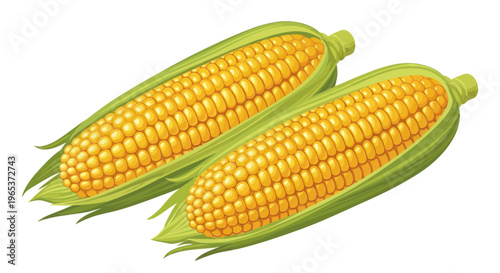 Two fresh ears of corn with green husks, isolated on white background