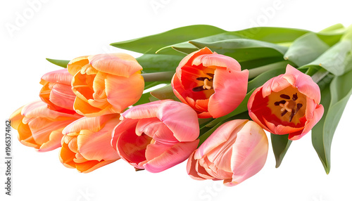 Close-up of vibrant orange and pink tulips with green leaves, set against black