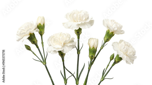 Photos Elegant white carnation flowers with delicate petals and green stems, a beautiful symbol of purity and love photograph