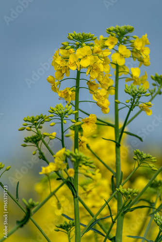 Rapeseed flower in a field at springtime, colza, brassica napus