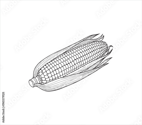Freshly harvested ear of corn with detailed kernels illustration