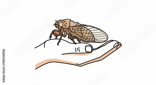 A cicada rests on an open, cupped hand with light skin tones