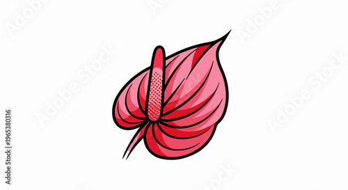 Vibrant pink anthurium flower with a spiky spadix, isolated on white