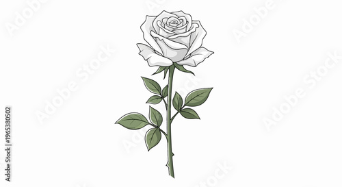 Stylized line art illustration of a single white rose with green leaves and stem