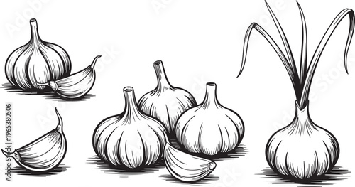 Garlic bulbs and cloves with sprout hand drawn vegetable ingredient illustration isolated on white