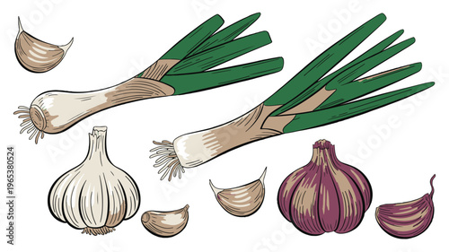 Hand drawn garlic bulbs cloves and green onion vegetable set isolated on white background illustration