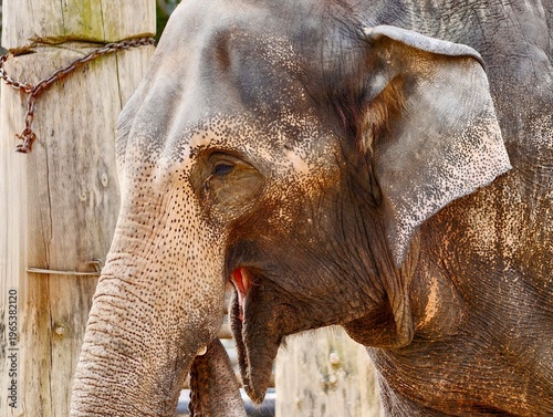 фотографія Elephant portrait capturing serenity