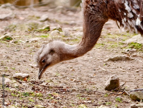 Foto Juvenile rhea examines ground carefully