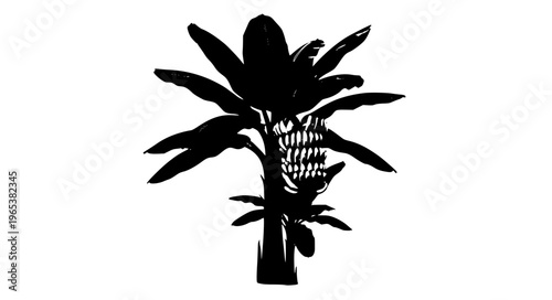 Banana trees isolated on white background with clipping path tropical plant