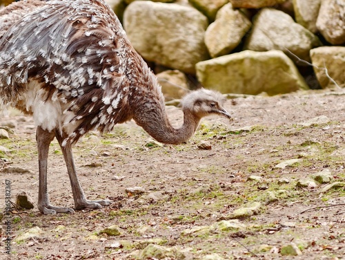 Obraz na plátně Leaning rhea carefully navigates uneven terrain while observing surrounding low