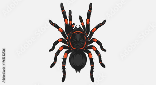 Detailed illustration of a black and orange tarantula spider