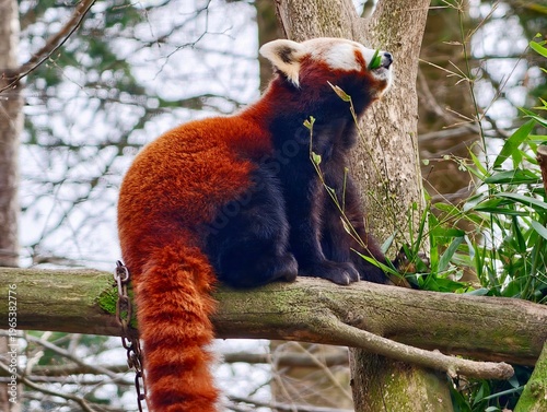 Obraz na plátně Red panda nibbling calm leaves