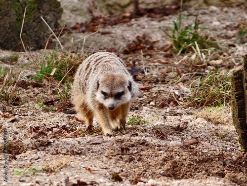 Foto Cautious creature stands watchful as tiny mammal surveys bright outdoor environm