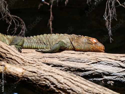 Obraz na plátně Powerful iguana with golden head scales calmly lounges on cool mossy bank beside