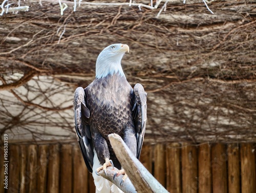 Canvas Print Eagle on perch