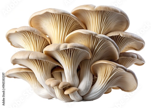 fresh oyster mushroom cluster close up organic edible fungi natural food texture gourmet ingredient macro photography