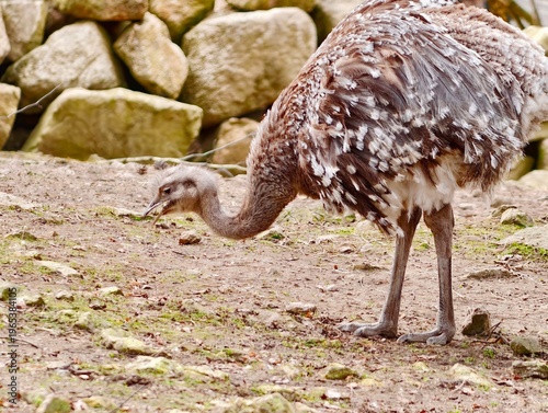 Obraz na plátne Rocky enclosure hosts alert flightless bird