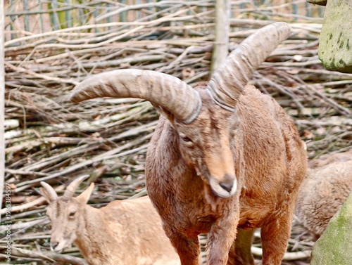Obraz na płótnie Commanding horned ram with intense eyes and dramatic features against gentle bac