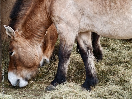 Foto Horse grazing peacefully