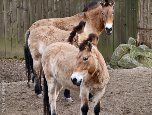 Photography Horses gallop across grassland together