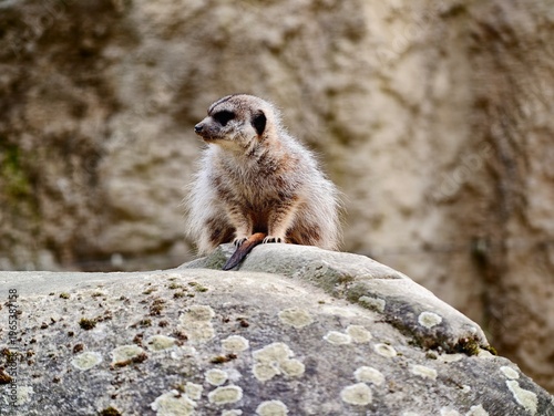 Fotografie Vigilant meerkat stands atop sunlit stone