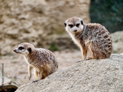 Canvas Print Two watchful meerkats standing atop rocks in sunlit sandy environment alongside